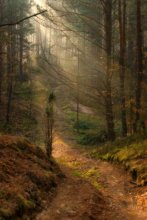 Der Atem des Waldes / ***