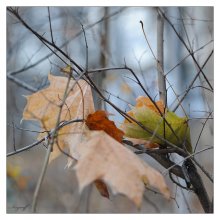 Herbst / ***