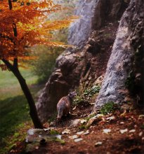 Graz. / ***