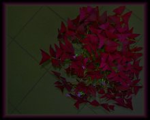 Blume Schmetterling / ***