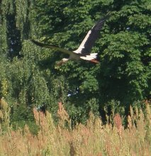 Flug / ***