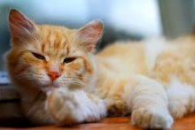 Red Cat / ---------