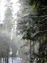 Winter / ***