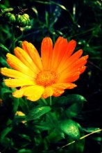 letzte Blume .... / ***