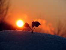 Sonnenuntergang / ***