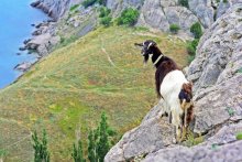 Casa - alpinistka! / ***