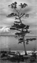 Lone Pine / ***