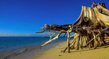 Bird Island Strand / ***