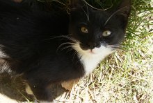 Katze / ***