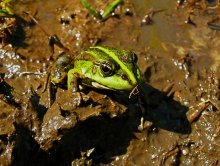 Nur ein Frosch / *******
