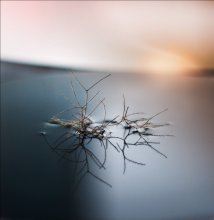 Das Meer auf dem Teller / *****