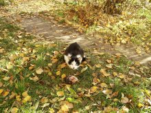 Katze frisst einen Fisch auf den Kopf. / ***