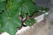 Versteckt / ***