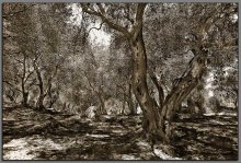 Grove .......... / ***