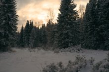 Abend im Wald / ********************