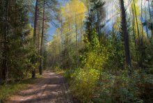 Im Wald / ***