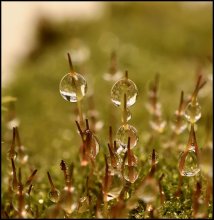 Der alte Stamm ... / ***