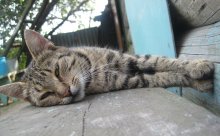 Meine Lola / ***