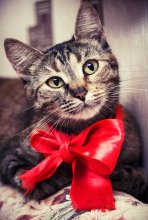 New Cat / ....