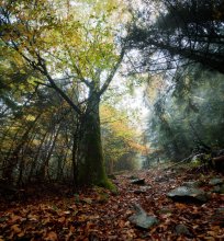 Wald / ***
