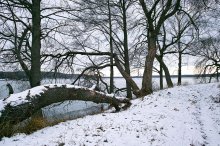 Von dem Baum des Lebens - 2 / _____________________*