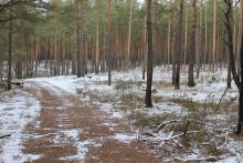 Fast ein Winterwald. / *****