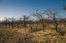 Obstgarten / ***