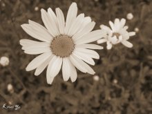 Gänseblümchen / ***