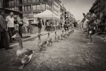 Gänse wurden auf der Straße getroffen ... / ***
