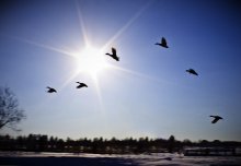 Zurück auf der Flucht / ***