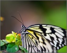 Über ein Schmetterling / ***