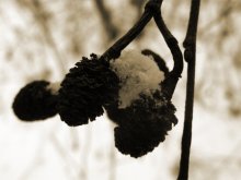 Haselnüsse für Aschenbrödel / ******