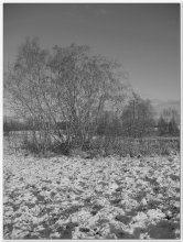 Es ist ein Busch, aber das Bild ist leer / *******