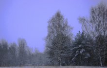 Am Rande des Waldes / ***