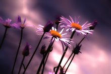 Lavendel-Stimmung ... / ***