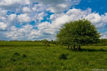 Sommerlandschaft / ***