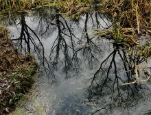 Die Wurzeln / ***************************