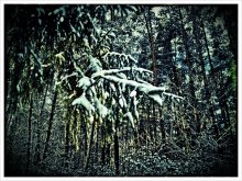  / Snow