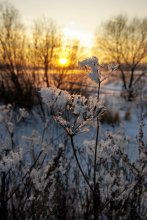 Die Januar-Rückgang. / ***