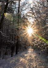 Winter. Die so Waldweg. / ***