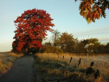 Dawn auf dem Bauernhof / *****