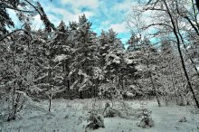 Winterwald / ***