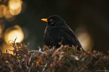 Amsel / ************