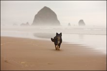 Hund am Strand / ***