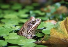 Frosch / ---
