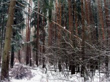 Schneefall / *****