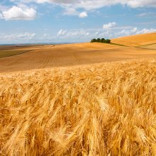 Feld / ***