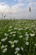 Gänseblümchen. / ***