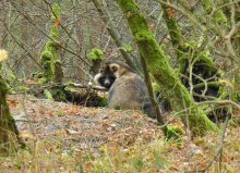 tanuki / *****