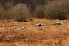 Jagd nach Fröschen / ***